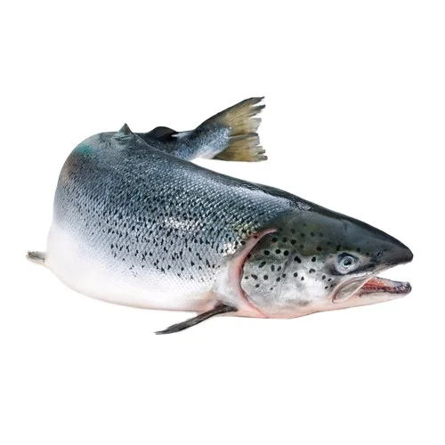 Fresh Salmon Fish / Salmon From Belgium - 100% Export Quality Salmon Fish