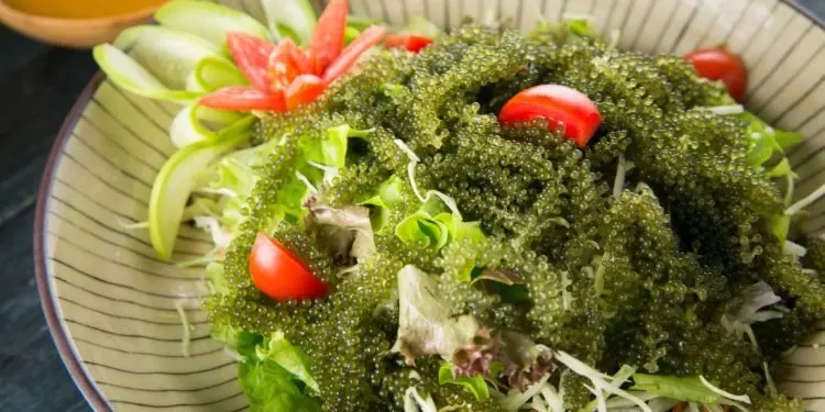 Лидер продаж-SEAGRAPES на продажу // 100% органический продукт из Вьетнама мисс Ниан + 84 363 210