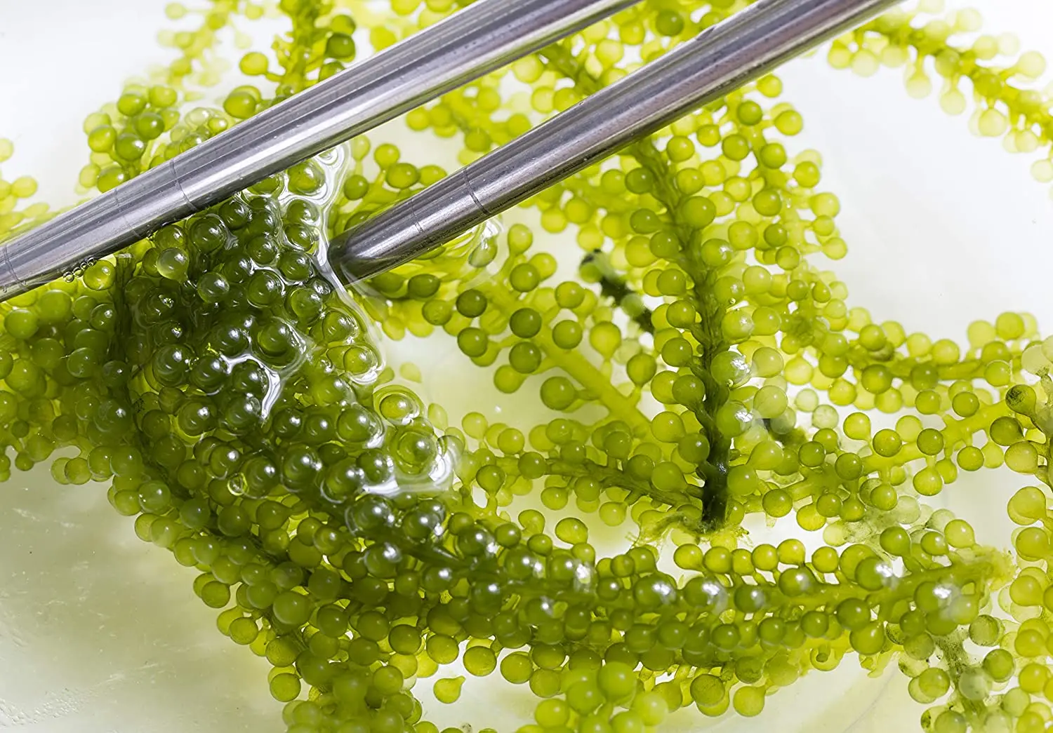 
Organic Sea Grapes - Japanese Umibudo Green Caviar - Delicacy Seaweed - Dehydrated, Marinated Lato Seaweed in Salt 