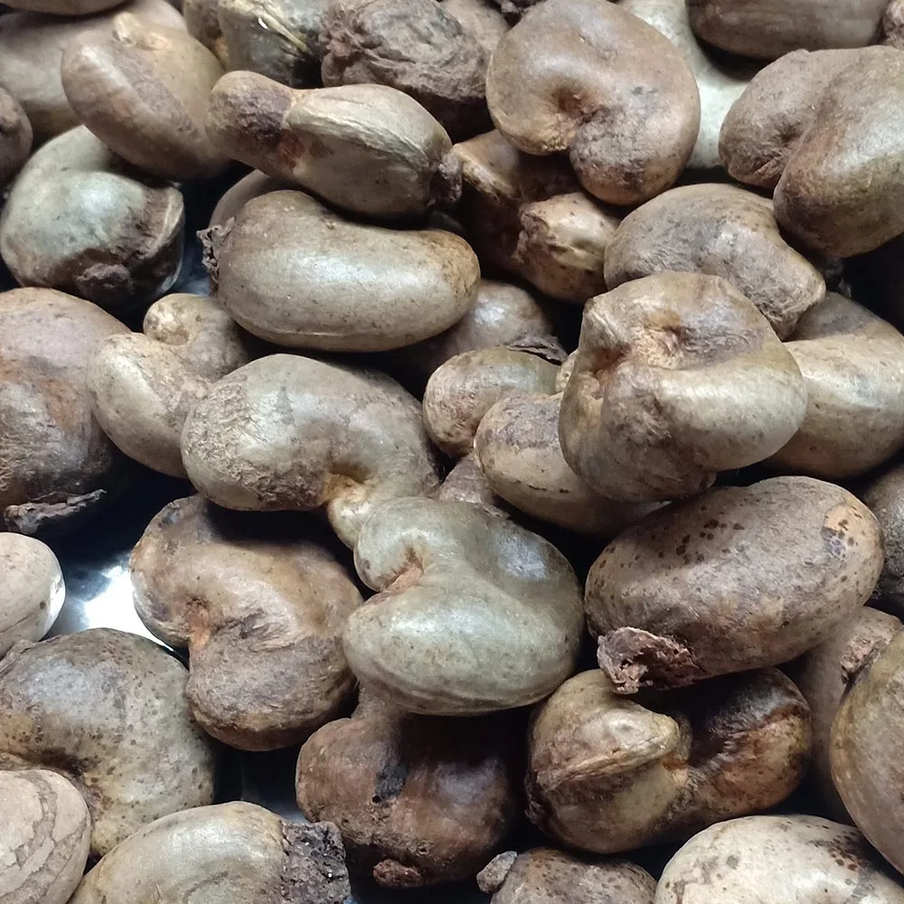 Vietnam Professional Raw Cashew nuts provider (Ho Chi Minh Port) Natural Cheap New Raw cashew nuts every season