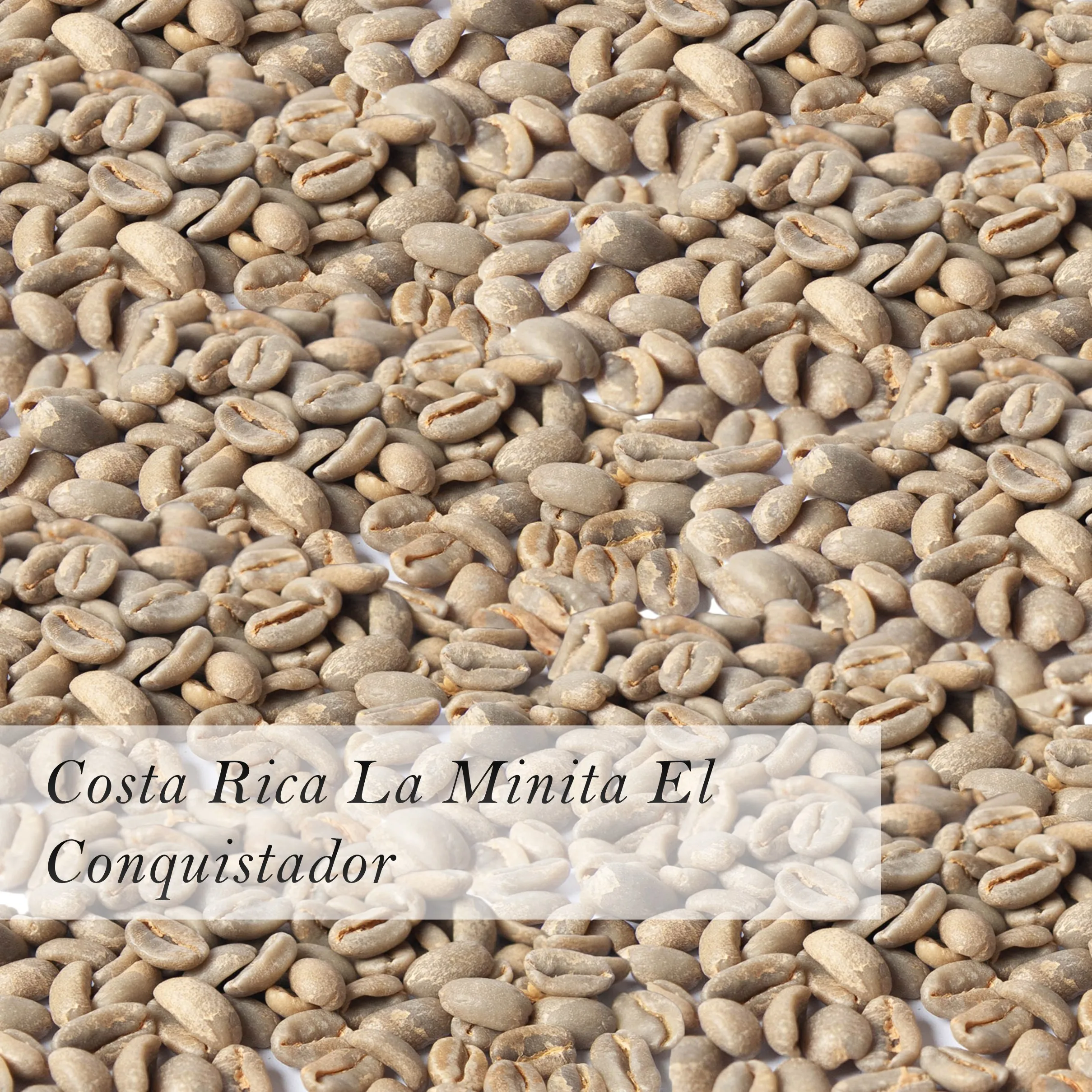 
Costa Rica La Minita El Conquistador Green Coffee Beans Arabica Wholesale For Sale 