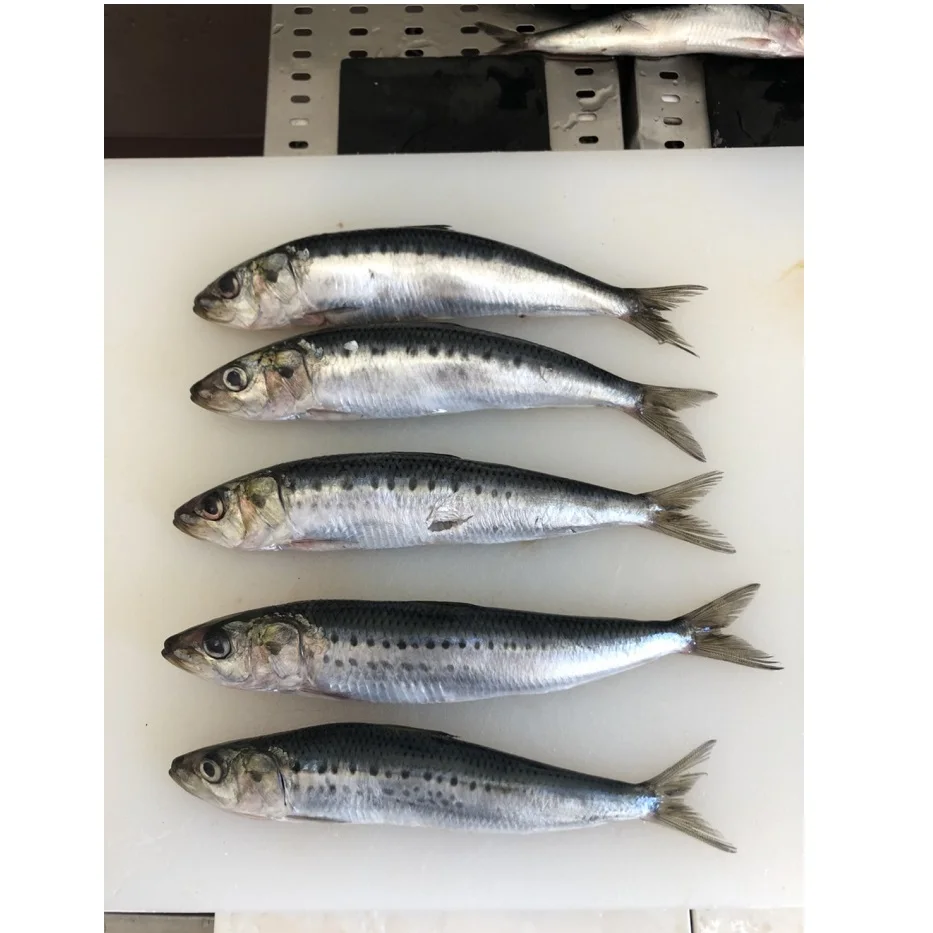 
Whole Part Good Freshness Frozen Sardine With Weight 1kg/piece Low Sodium Low Salt 