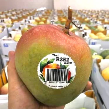 
Fresh Apple Mango R2E2 Australia High Quality Fruit Hot selling From Thailand 