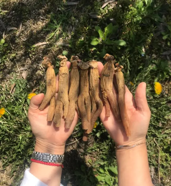 
Korea premium red ginseng Cheon-go-in Korean red ginseng 5 or 6 years of growth made in Korea 