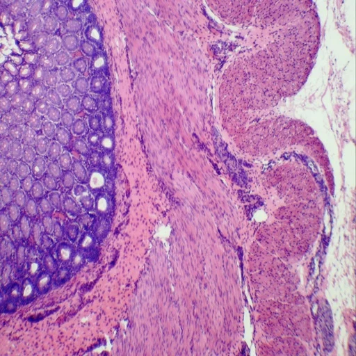 Histology Prepared Microscope Slides 100pcs Biological Animal Human Specimen Transparent Prepared Slides