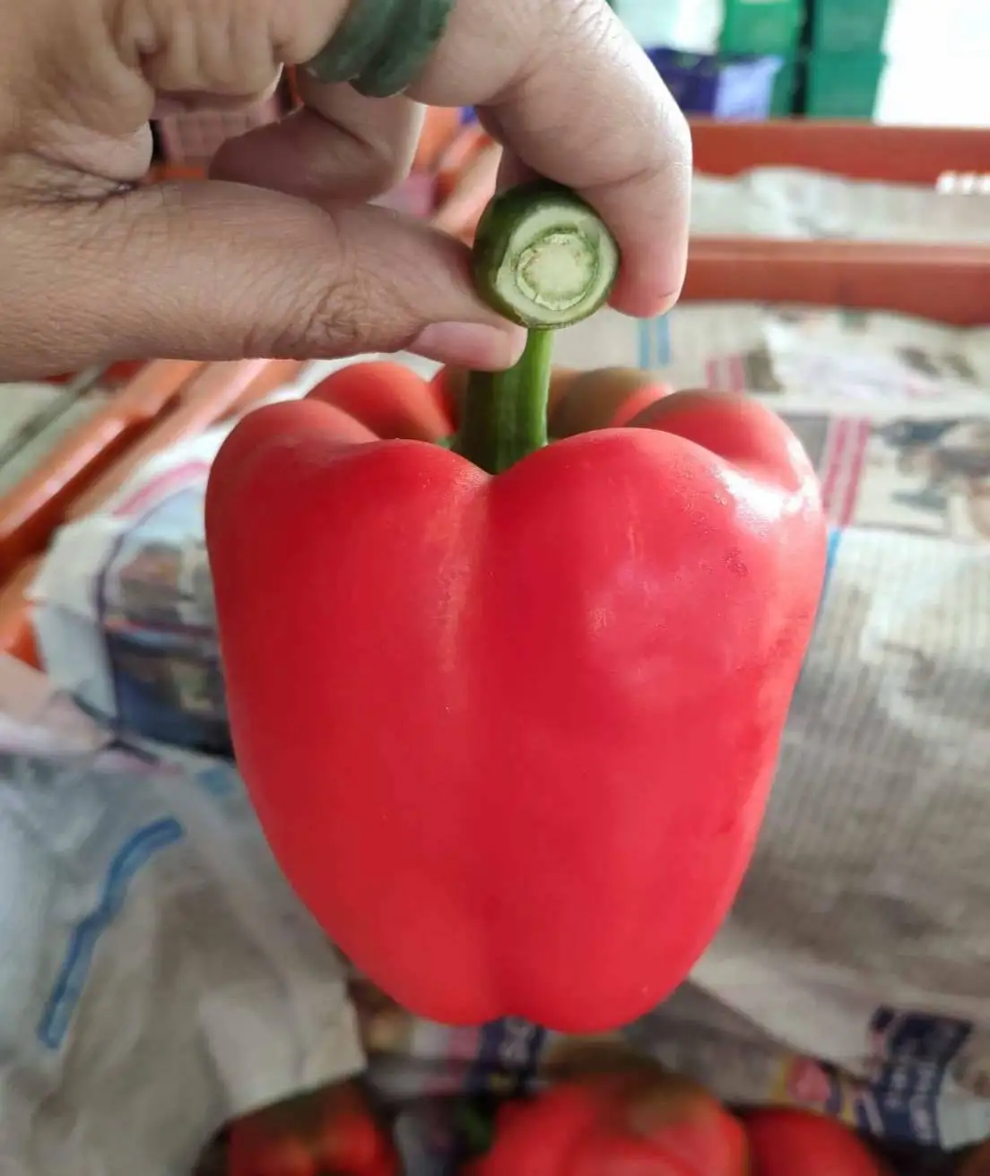 Premium Fresh Red Bell Chili direct from Thailand Farm (Premium Quality Fresh Bell Chili Pepper)