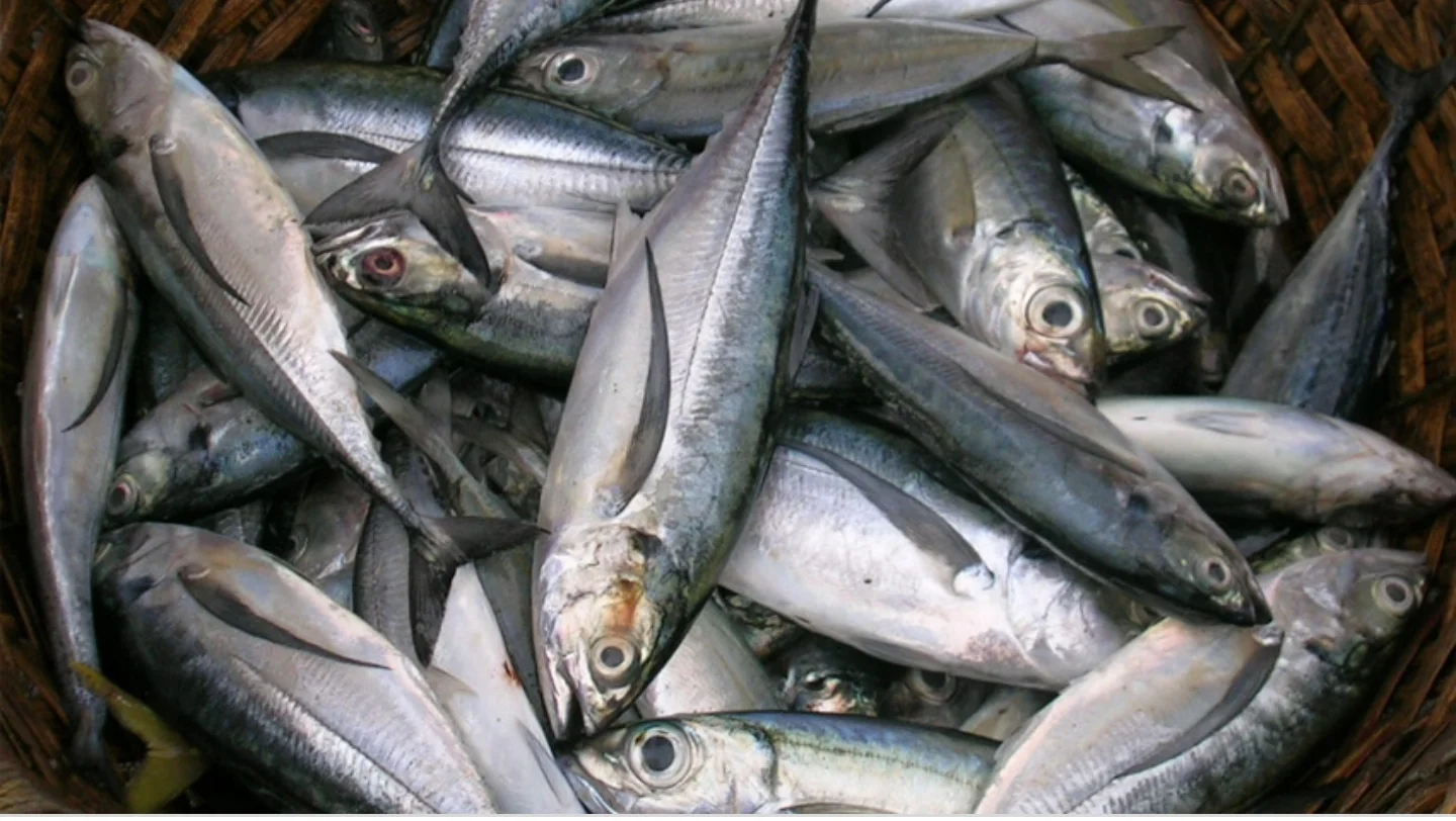 Mackerel 400+ 1/22 Freshly Frozen High Grade Mackerel Fish In Bulk From Manufacturer Wholesale Price For Export
