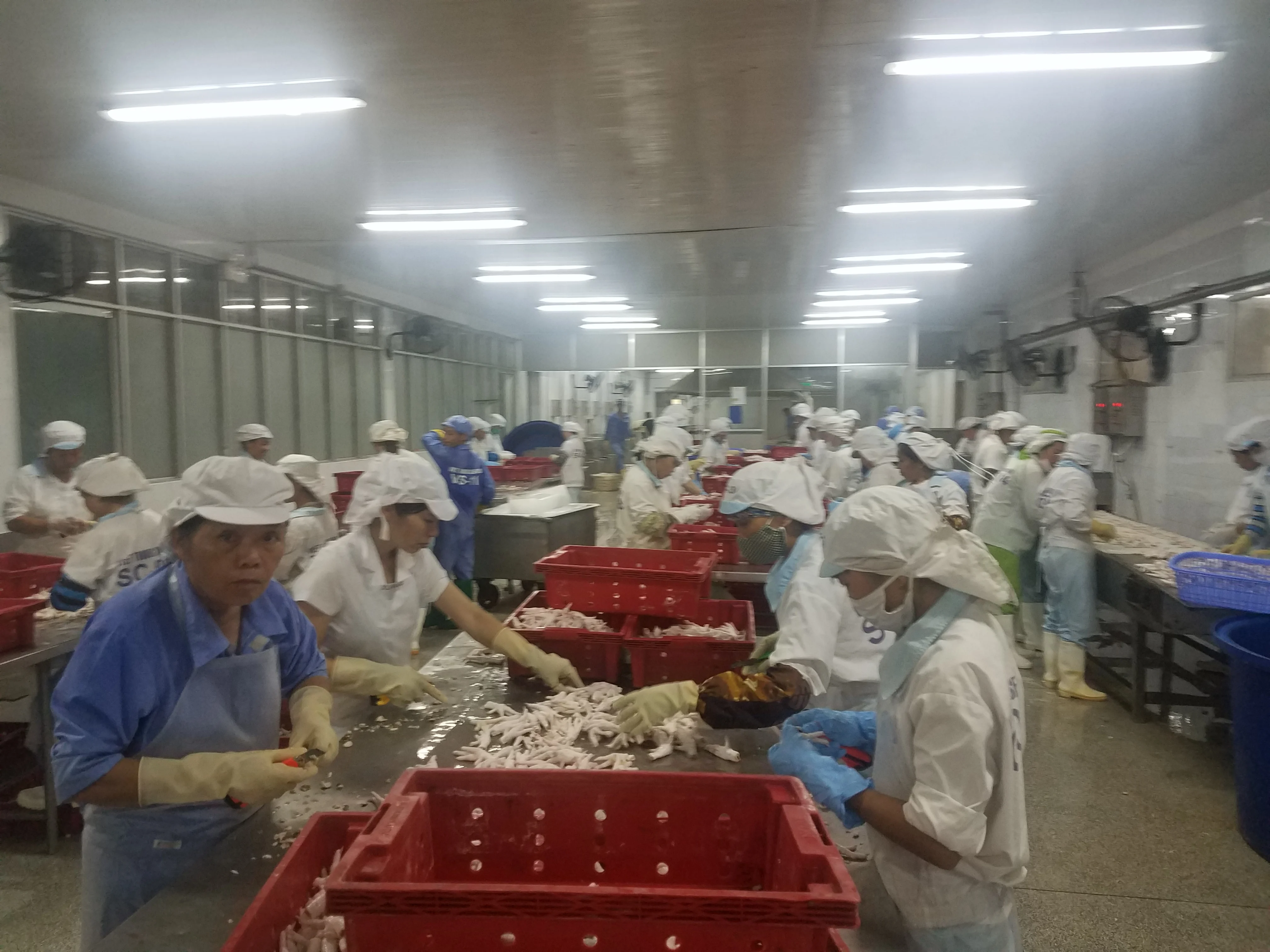 Best quality chicken feet chicken boneless frozen chicken feet for China Hong Kong market Origin Vietnam