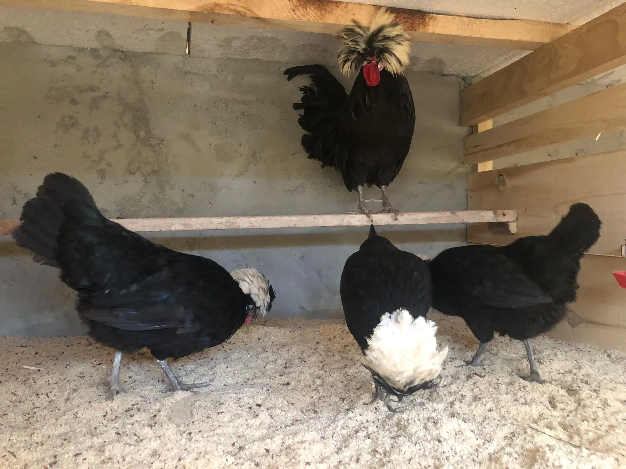 Fertilized egg of special chicken breed Nun Fizan from Turkey best price High Quality