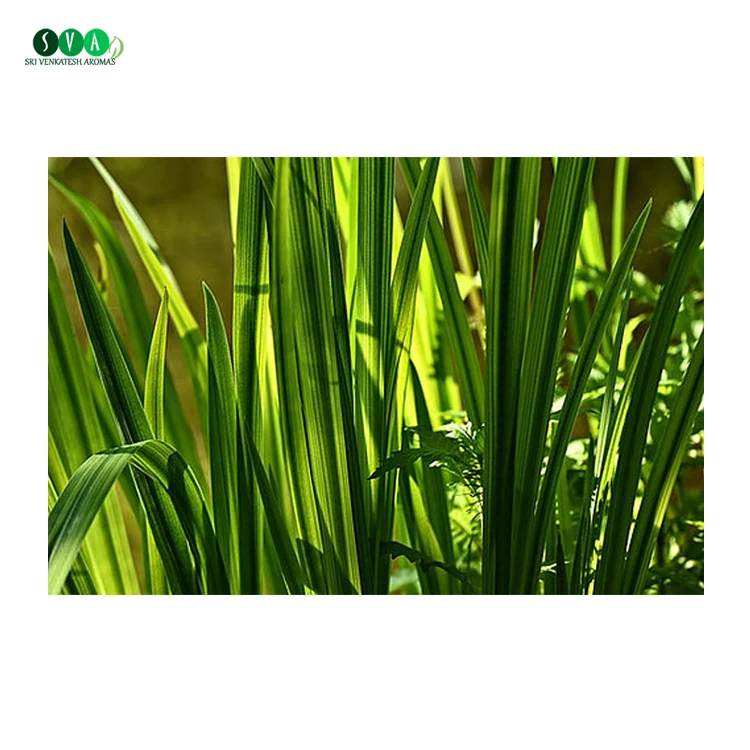 Bulk Quantity Available Pure Natural Organic Calamus Essential Oil