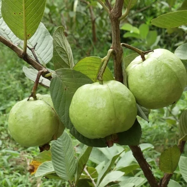 
Vietnam Guava fresh fruit- Premium, high quality, clean farming, VietGap, prestige, attractive price 