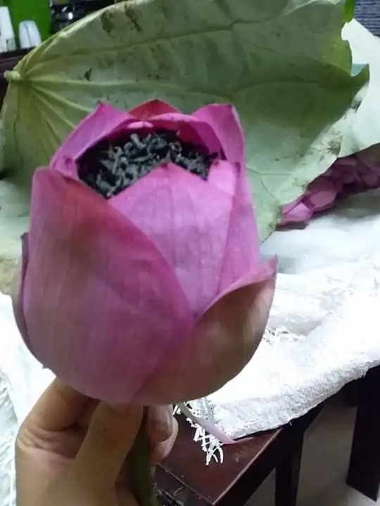 High QUality LOTUS FLAVOURED TEA