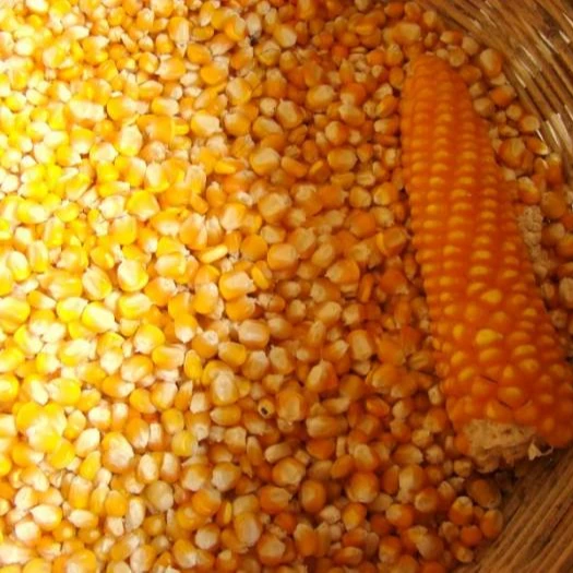 
Non GMO Yellow Maize/Corn 