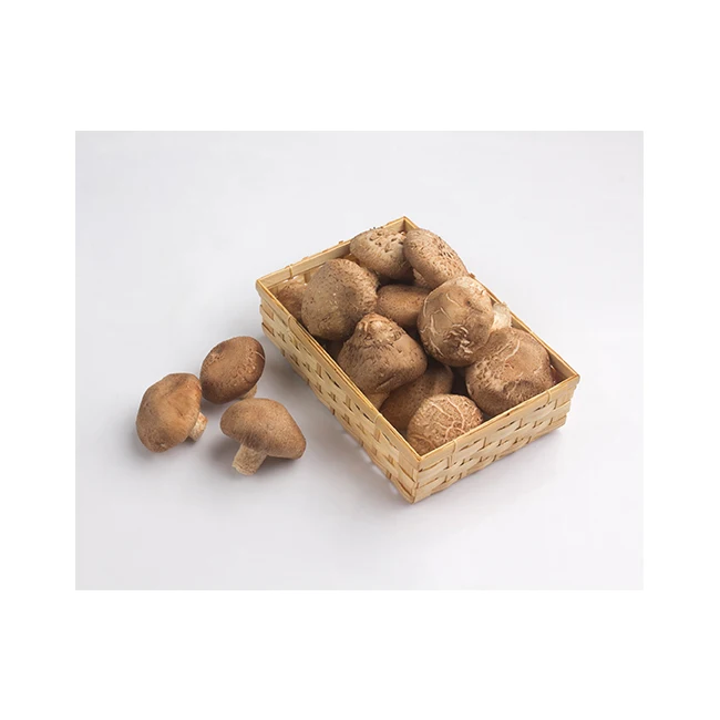 
Fresh Shiitake Mushroom Healthy Food Delicious Premium Quality foe Export 