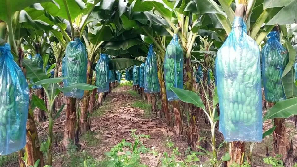 High Quality Fresh Fruits Banana (Cavendish) For Exporting/ Origin Vietnam Kotinochi Brand