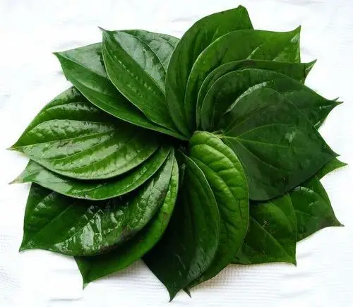 FRESH BETEL LEAVES EXPORTING IN BULK  -  TERESA +84971482716