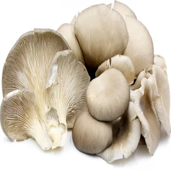 Fresh Oyster Mushrooms For Sale From Turkey Best Price 2021