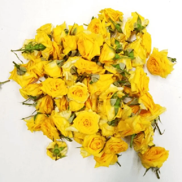 wholesales fresh real long lasting Yellow natural bright color Rosa rosaceae Asian multi shade Button Rose Fresh loose Flowers
