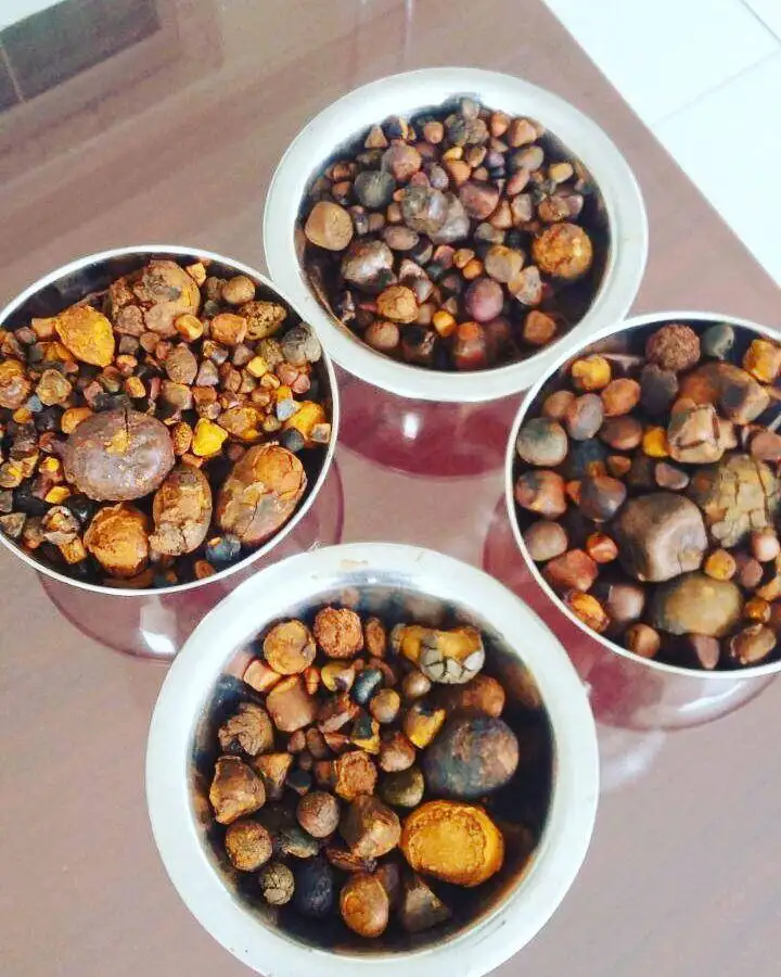 
 Ox крупного рогатого скота коровий желчный камень 100% и разбитые камни/100% всего Ox/крупного рогатого скота желчнокаменная 247 доставки  