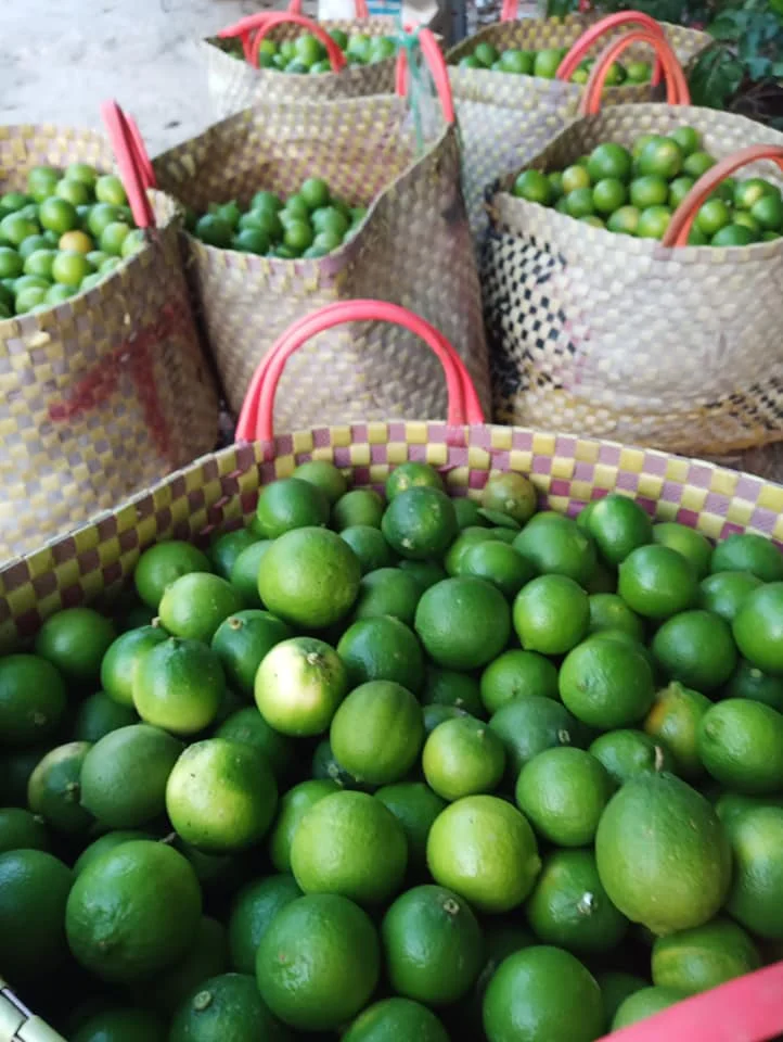 Fresh Seedless Lemon Lime Wholesale Fruits From Vietnam - Whatsapp 0084 989 322 607