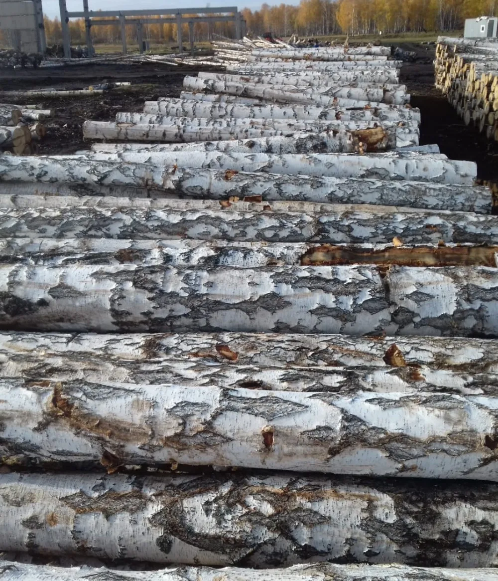 Dibetou timber wood logs : Round wood logs , Azobe,Ayous , ipe, zingana , acajou