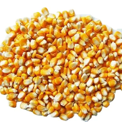 BULK YELLOW CORN FOR ANIMAL FEED/HUMAN CONSUMPTION