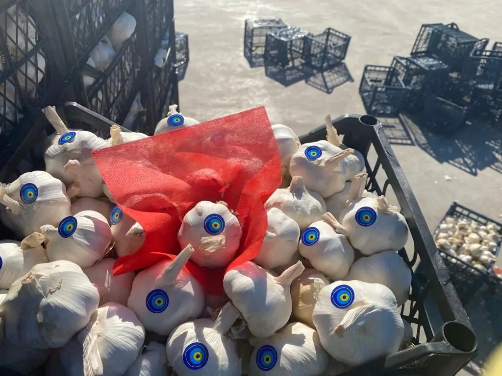 FRESH GARLIC FROM TURKEY BEST QUALITY BEST PRICE NEW CROP 2021 TURKISH GARLIC ORJIN TURKEY