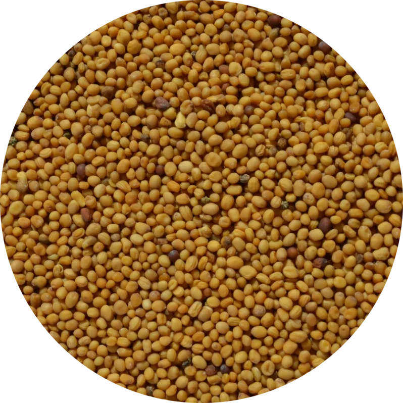 
Yellow Mustard Seed High Quality Ukraine Origin 