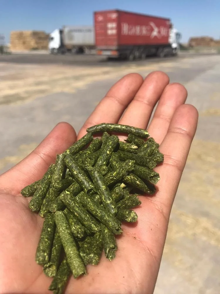 
MEDIUM AND LARGE ALFALFA HAY BALES FROM TURKEY 