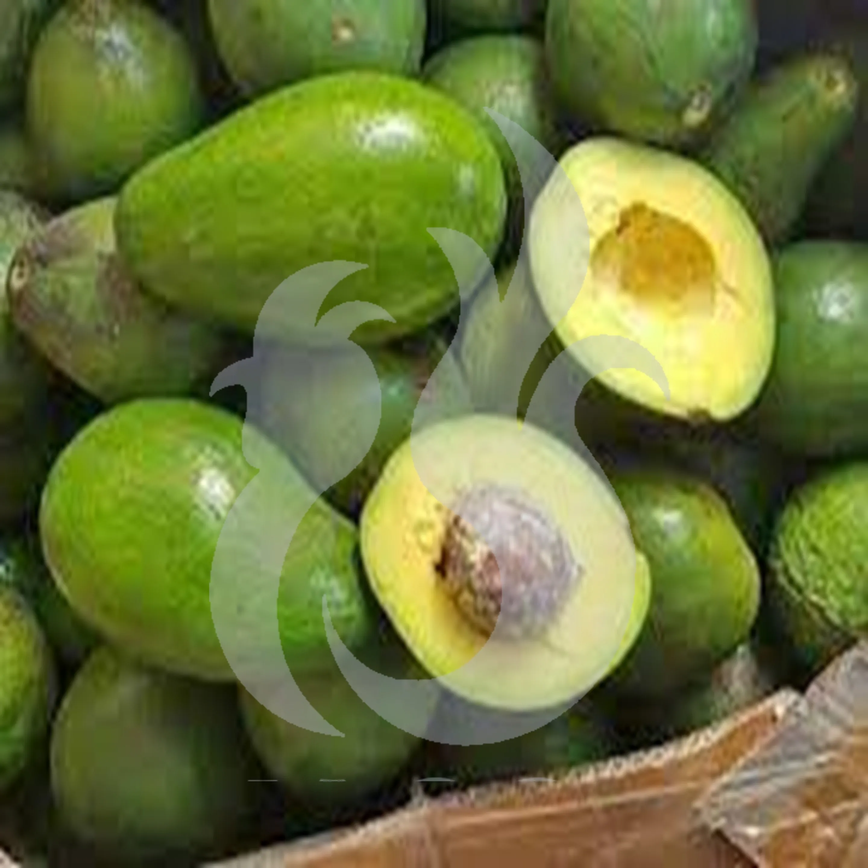 
Fresh Honey Avocado Best Indonesian Supply 