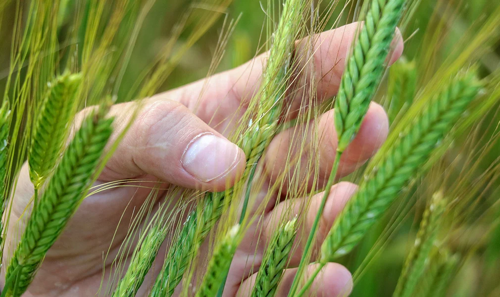 100% made in Italy organic pearl spelt BIG BA  spelled for cooking spelled to grind  spelled to be transformed into edible flour