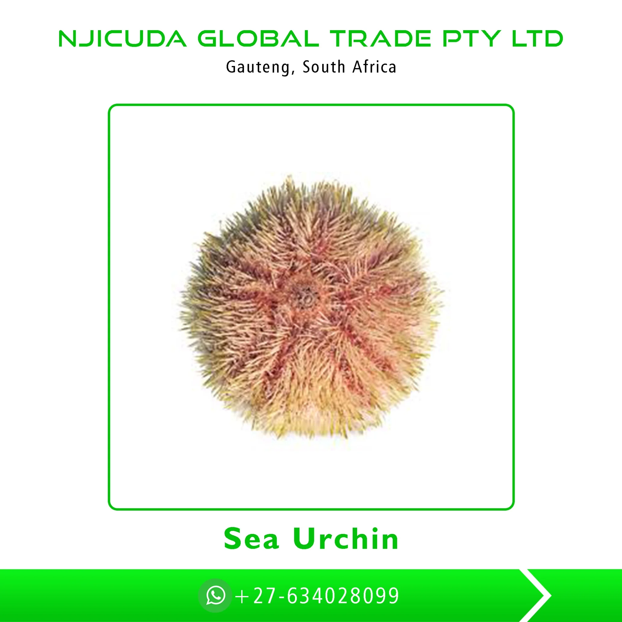
Best selling Tasty Sea Urchin Available at Wholesale Price 