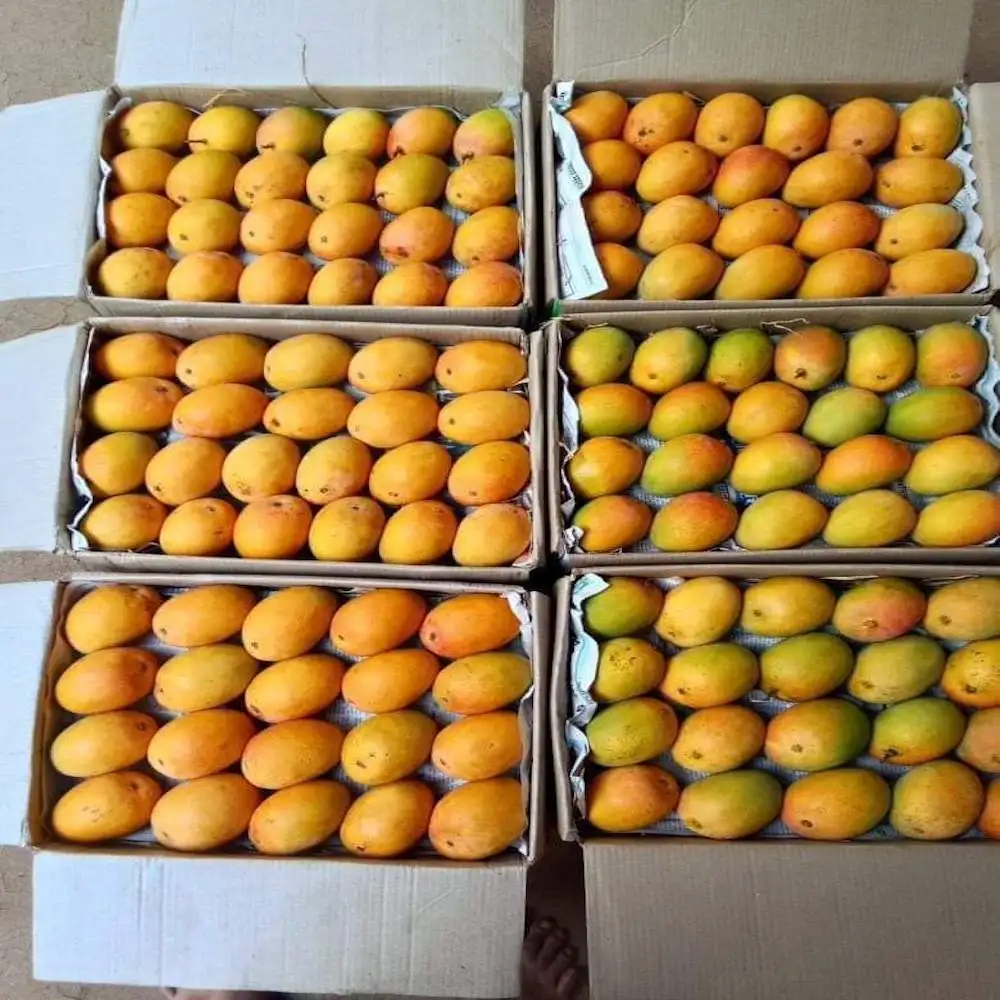Best Healthy Fresh Alphonso Mango Fruit Premium Quality Ready Supply/Where To Buy Fresh Golden Mango Fruit 10 kg