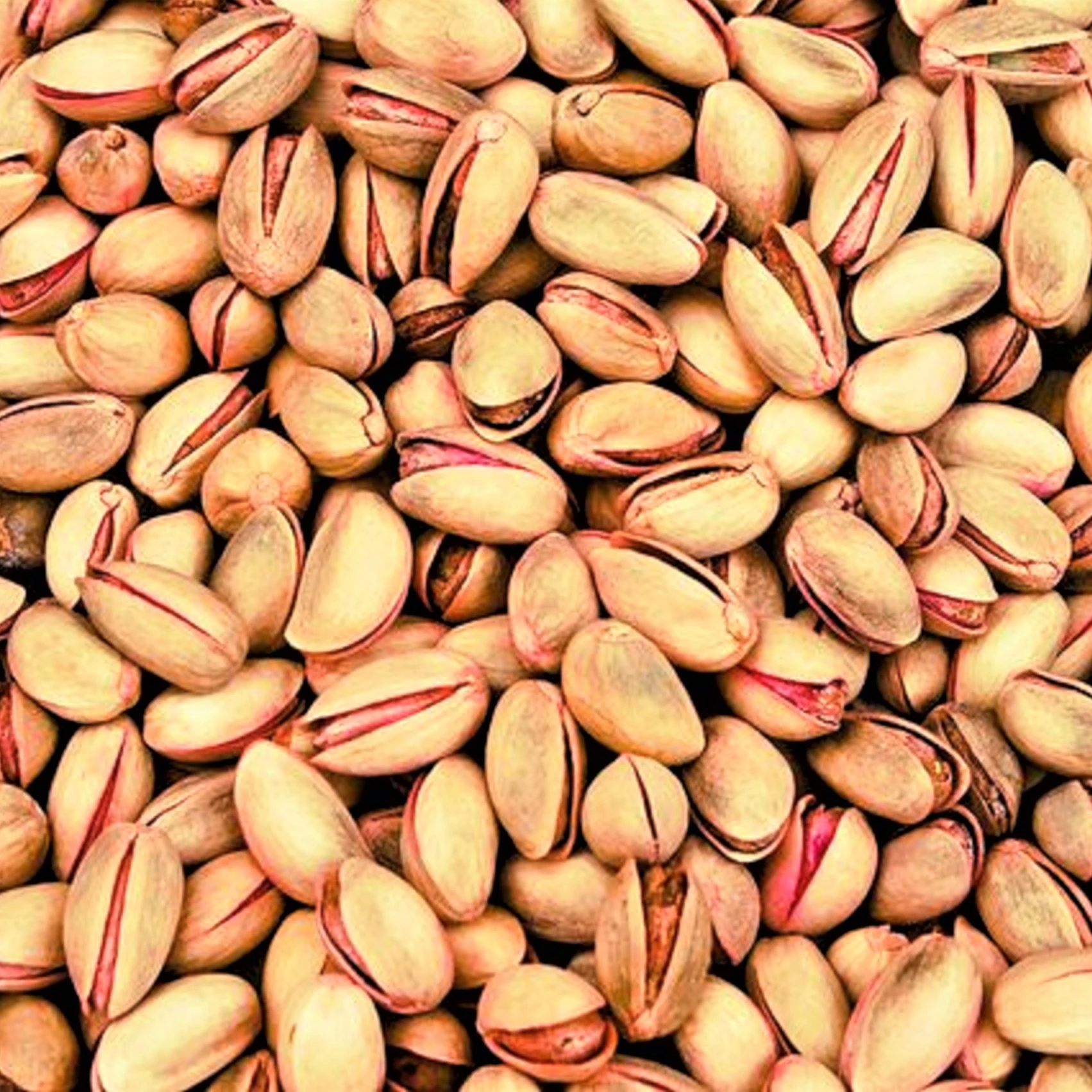 high quality and cheap Pistachio Nuts