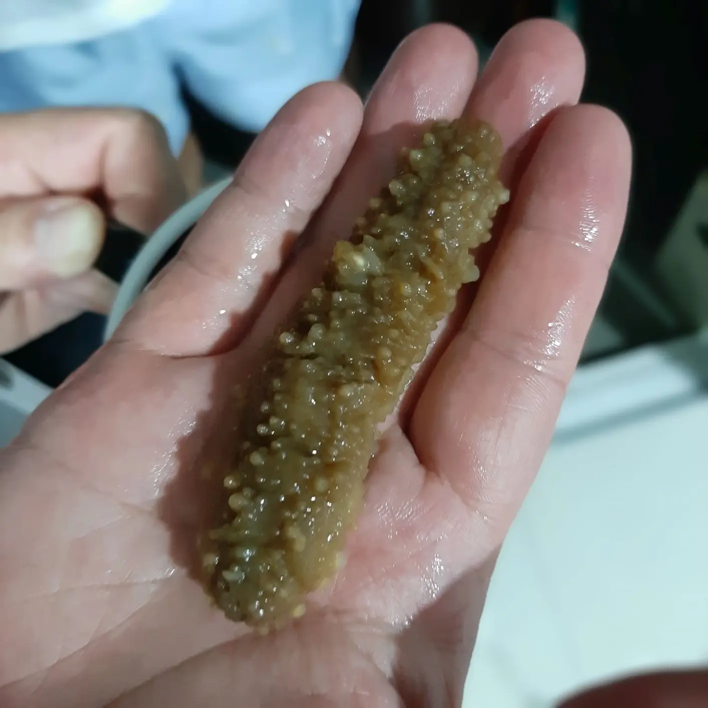 High quality dried sea cucumber