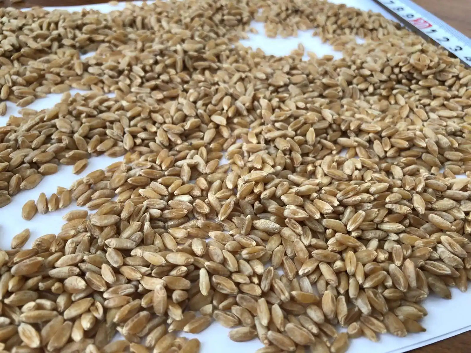 2021 свежие органические оптом семян пшеницы Зерен Пшеницы для Sal