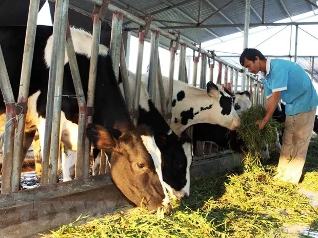 GOOD PRICE CORN SILAGE FOR ANIMAL FEED HIGH PROTEIN KOTINOCHI