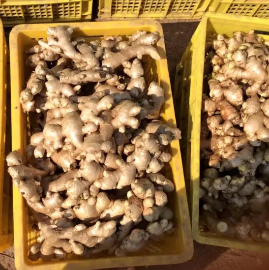 Имбирь высокого качества вьетнамский имбирь 100% Органические свежие Имбирные продукты и напитки одиночные специи приправа