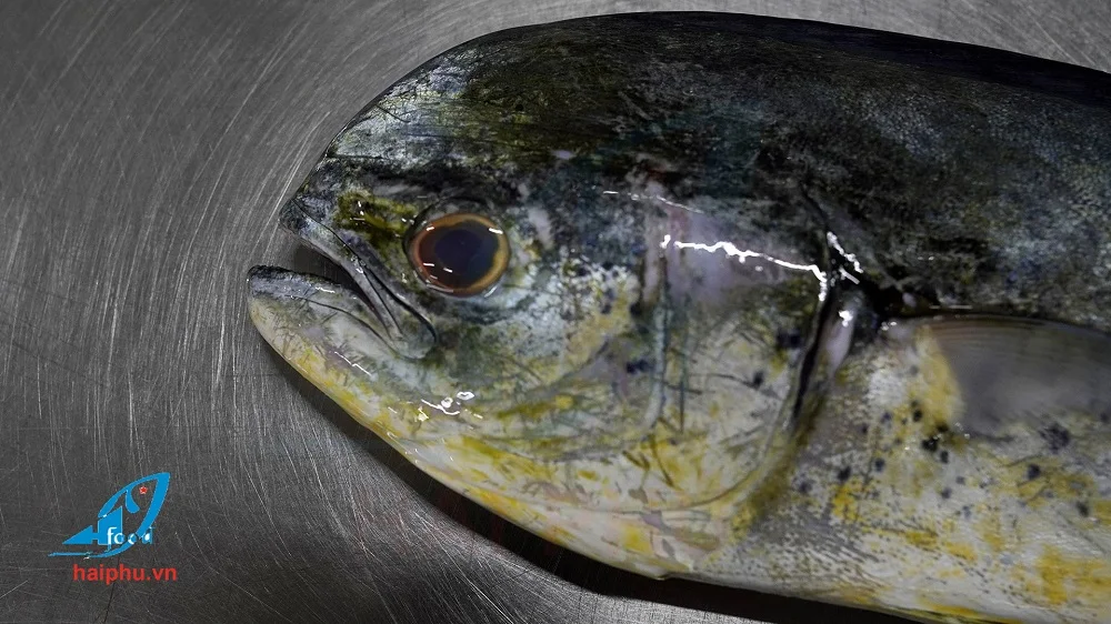 Филе Mahi лучшее Производство рыбы по горячей цене и лучшей оптовой хорошо подходит для клиента во