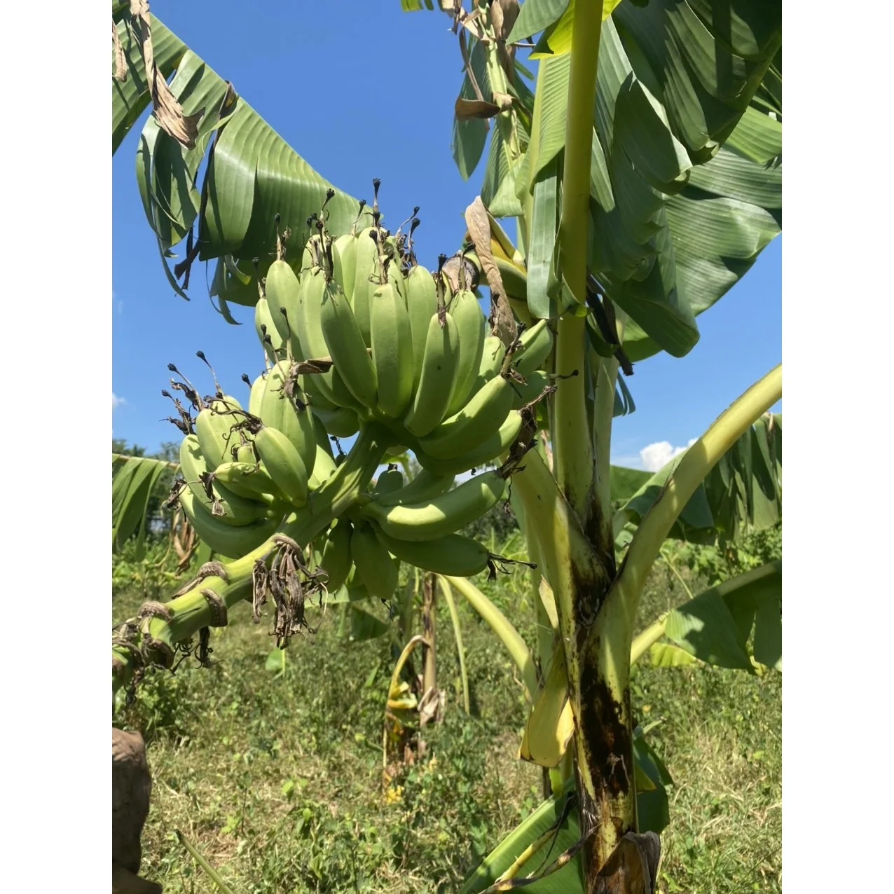 Fruit & Vegetable Products Organic Cultivation 100% Organic Banana Fruit Long Shape Soft Sweet Dried Banana AD Drying Processing