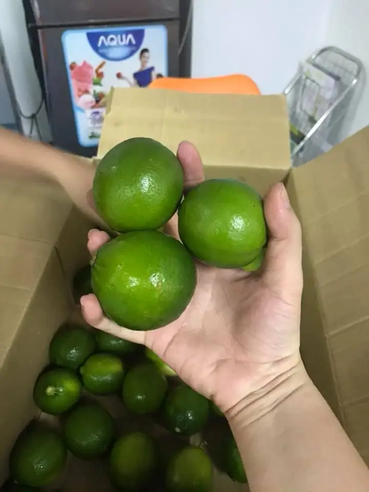 High quality Fresh Seedless Lime From Vietnam