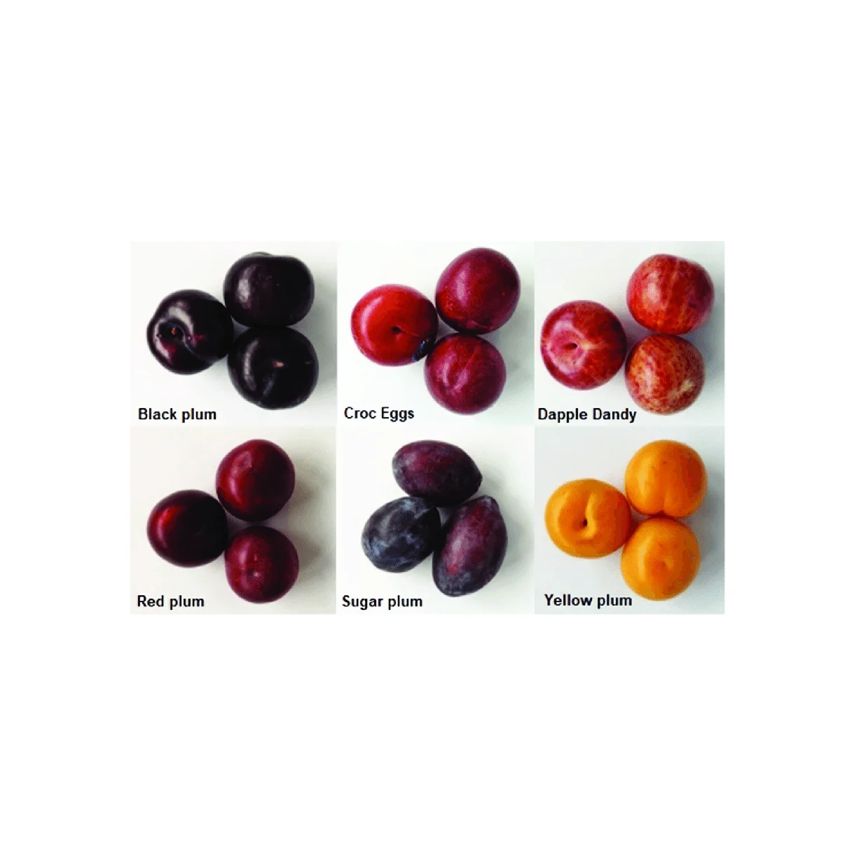 Оптовый Поставщик свежих слив лучшего качества для продажи по низкой