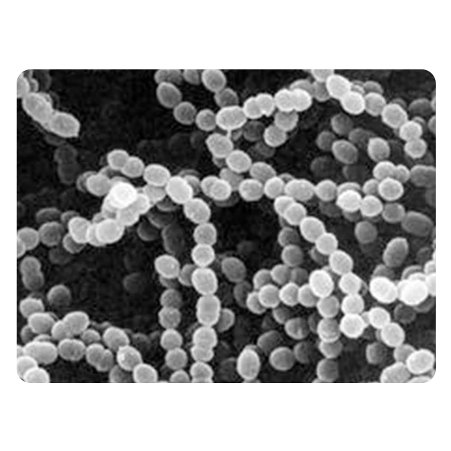 Поставка оптом от производителя, пробиотики из стрептококка термофила-Zealmax Biopharma