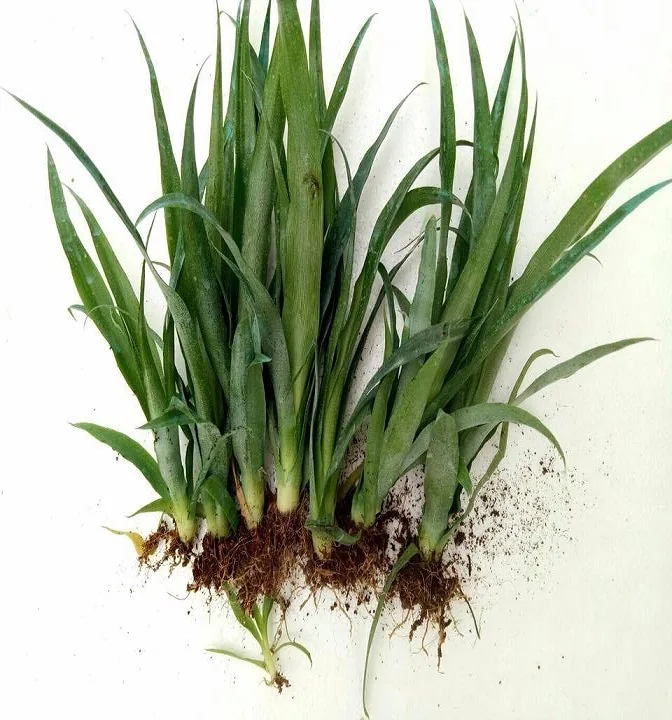 Саженцы ананаса по низкой цене