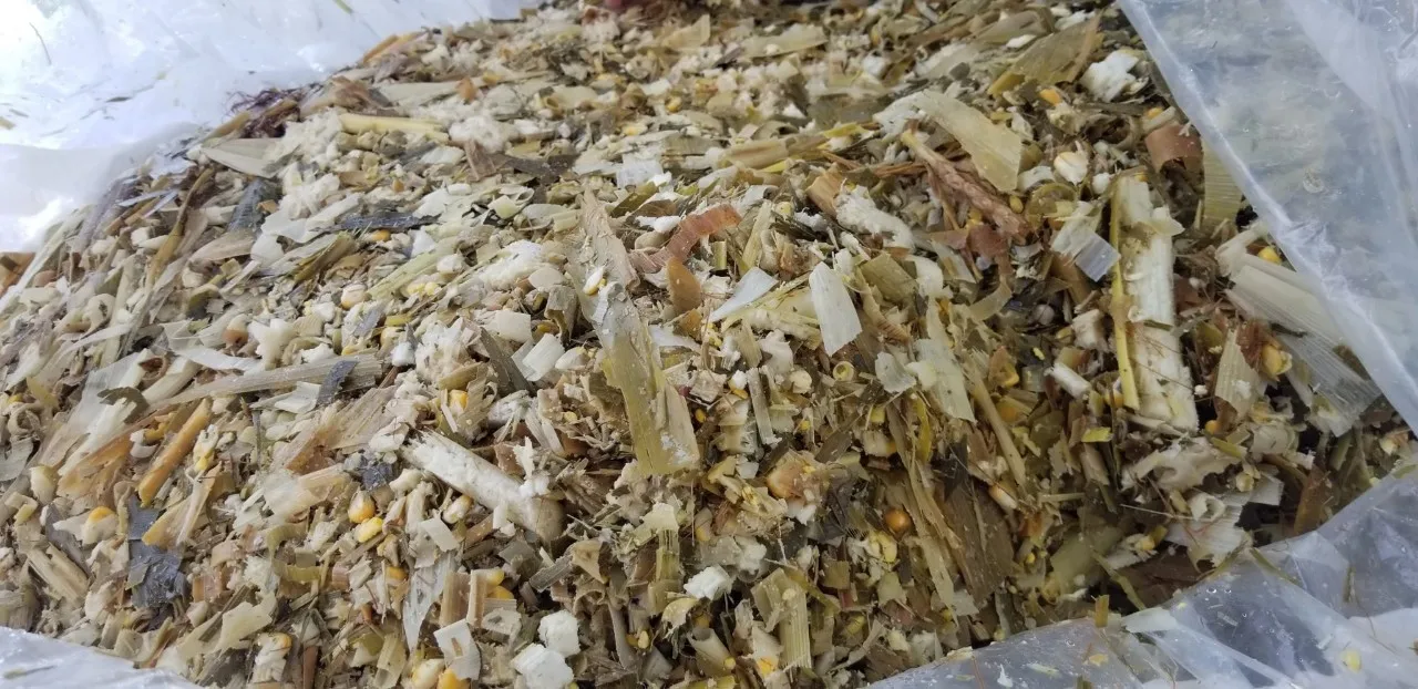 HIGH PROTEIN CORN SILAGE FOR ANIMAL FEED KOTINOCHI BRAND