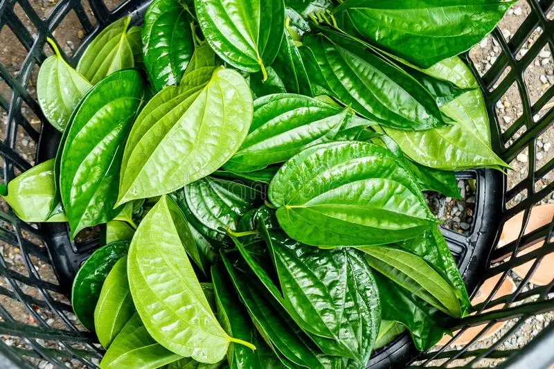 FRESH BETEL LEAVES EXPORTING IN BULK  -  TERESA +84971482716