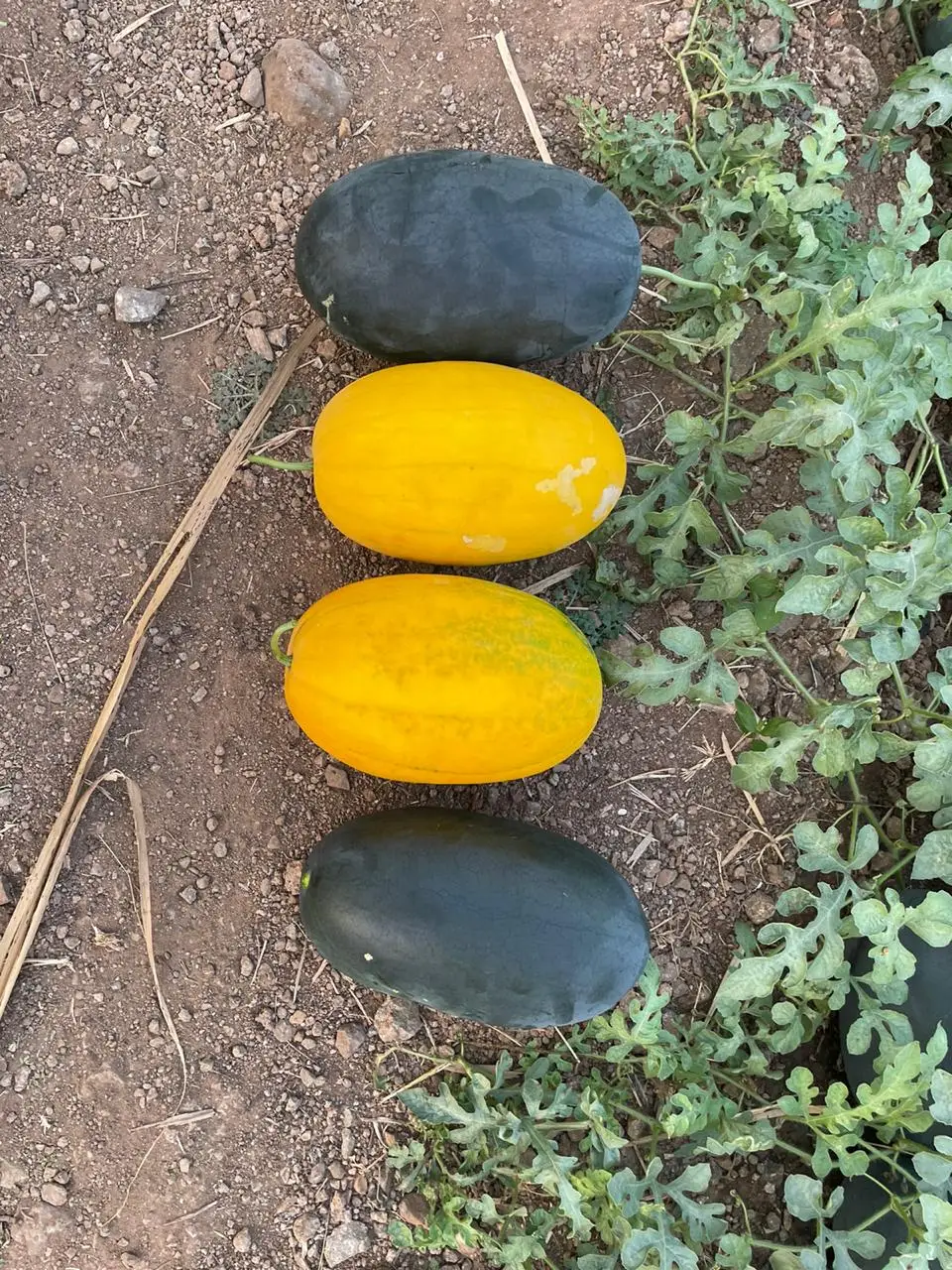  2021 высокопроизводительная желтая кожа/гибридные семена арбуза красного цвета по оптовой цене F1