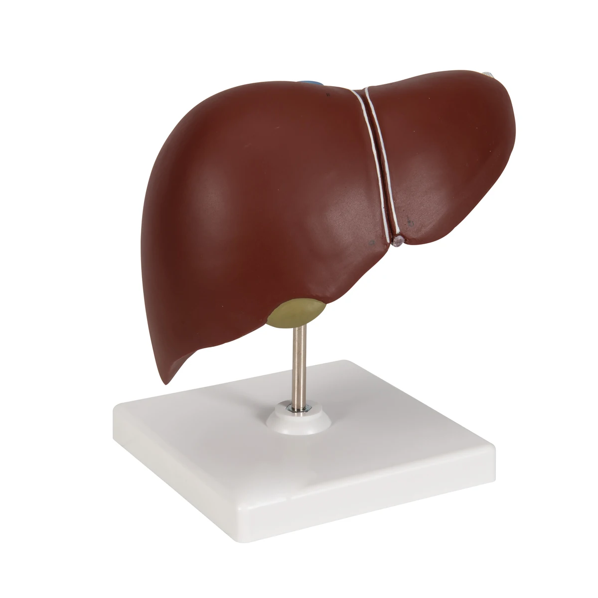 Human Liver With Gall Bladder Laboratory or Teaching Biology human anatomy model Radical