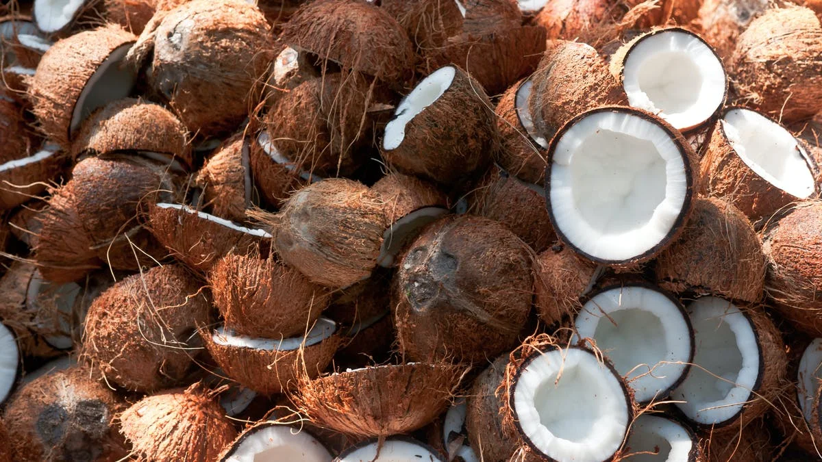 Fresh mature coconut in bag newly harvested made Viet Nam Phytosanitary Certification Coconut for