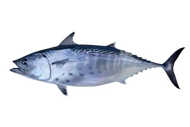 Wholesale Top Quality Skipjack Tuna Fish In Cheap Price